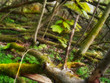 A photo of wild and dark sump forest wilderness