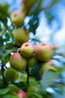 Ripe red and green apples in early autumn