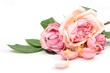 Rose fanée