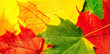 Bright colourful leaves of a maple Bright colourful leaves of a maple