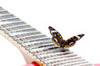 Buckeye Butterfly on an electric guitar