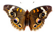Buckeye Butterfly isolated on white