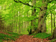 A very sharp and detailed photo of the forest in springtime