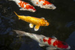 koi