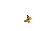 Video: Colorful butterfly is flying around and landing. Colorful butterfly is flying around and landing.