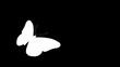 Video: Butterfly animation (includes alpha) Butterfly animation (includes alpha)
