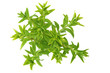 Pady Rice Herbs