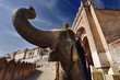 India, Rajasthan, Jaipur, the Amber Fort, elephant driver