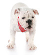 puppy barking at viewer
