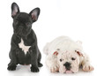 bulldog puppies