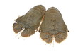 Slipper Lobsters
