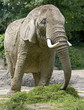 éléphant africain 1