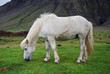 Icelandic horse Icelandic horse