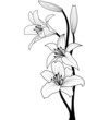 lily