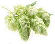 branch of hops on a white background branch of hops on a white background