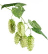 branch of hops on a white background branch of hops on a white background