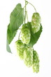 branch of hops on a white background branch of hops on a white background
