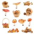 Set of mushrooms