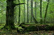 Moss wrapped part of broken hornbeam lying Moss wrapped part of broken hornbeam lying