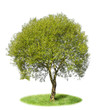 The lonely isolated tree - the Willow The lonely isolated tree - the Willow