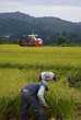 稲刈り