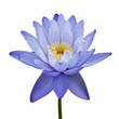 Water lily isolated on white background