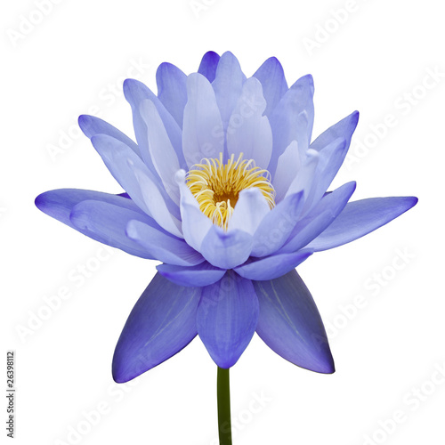 Foto: Water lily isolated on white background Water lily isolated on white background