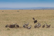 Ruppell's Griffon Vultures feeding in the Masai Mara