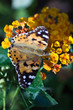 Butterfly Painted Lady (Vanessa cardui)