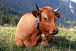 vache en montagne vache en montagne