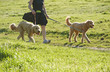 walking the labradoodles