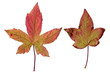 Maple leaves