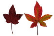 Maple leaves