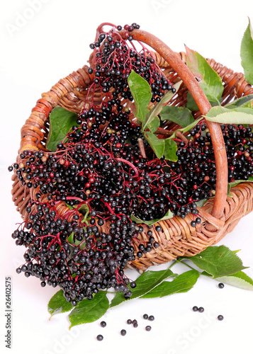 Photo: Holunderbeeren Holunderbeeren