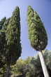 Cypress - Tuscany - Italy