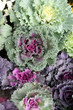 flowering cabage