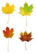 autumn leaves