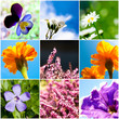 collage fiori - collage flowers