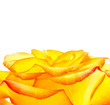 Bud of an orange rose close up Bud of an orange rose close up