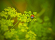 Ladybird on a green young grass Ladybird on a green young grass