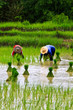 Rice farm in the thailand
