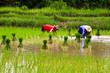 Rice farm in the thailand