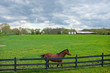 Spring Horse Pasture