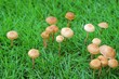 mushroom