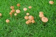 mushroom