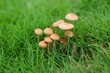 mushroom