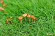 mushroom