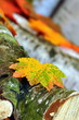 Birkenrinde mit Herbstlaub