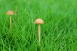 mushroom
