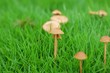 mushroom